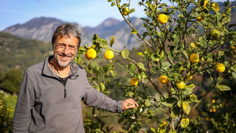 La pressione dei supermercati, le polemiche sul marchio di qualità… In Costa Azzurra, il limone di Mentone è una coltivazione che non offre vacanze.