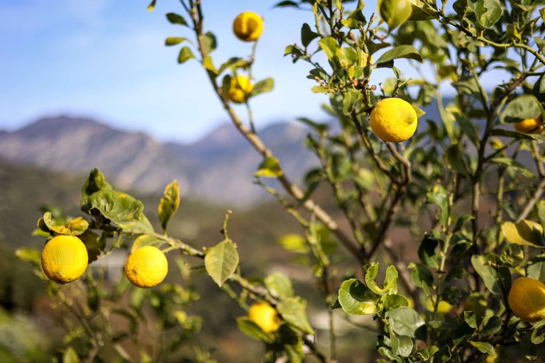 Come sta davvero il frutto d’oro di Menton? Perché la raccolta 2026 del limone non sarà simile a quella dell’anno scorso