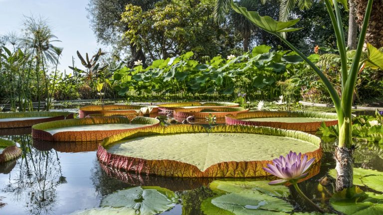 Lagune tropicali, palme rare, visita al tramonto… A Menton, questi 3 giardini d’eccezione dove sfuggire al caldo questo autunno Val Rameh
