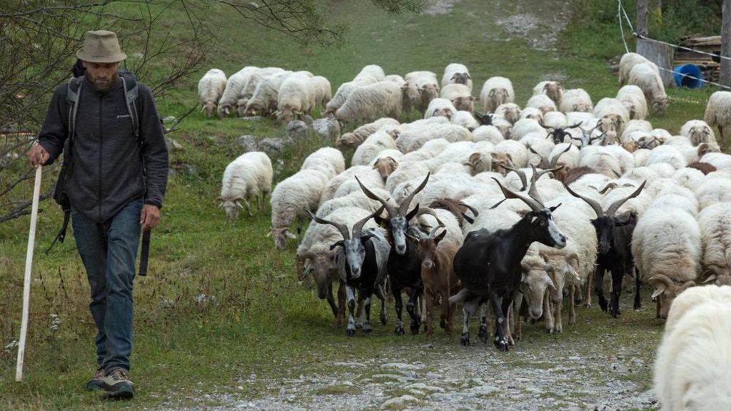 Brebis La Brigue